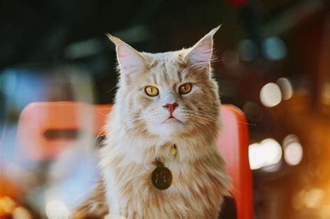 Want the best pet insurance? Maine Coon Cat Facts: History, Personality, and Care | ASPCA Pet Health Insurance