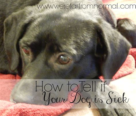 How To Tell If Your Dog Is Sick Signs Of A Sick Dog Sick Dog