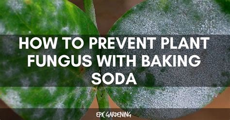 These molds often are green or yellow but also can be pink, white or orange. How to Treat Plant Fungus with Baking Soda