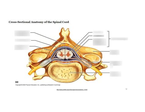 Sectional Anatomy Of The Spinal Cord Anatomical Charts And Posters