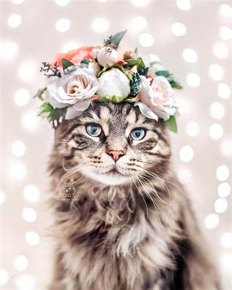 Beautiful Flower Crowns For Your Cat Design Swan
