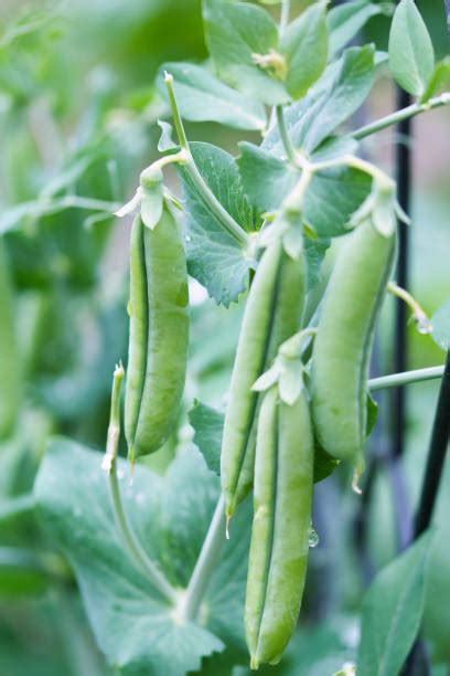 3400 Sugar Snap Pea Stock Photos Pictures And Royalty Free Images Istock