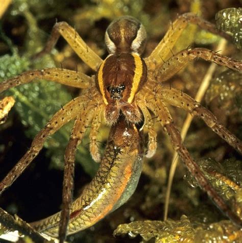 I have found many black widow spiders in mud dauber nests. What do Spiders Eat