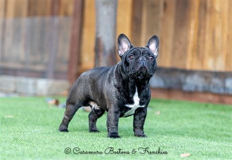 But, frenchies suffer from a number of health issues linked we've compiled a list of french bulldog rescues near you, to help you find the ideal, healthiest dog for your home. Caramuru Boston Terriers and French Bulldogs :: Northern ...