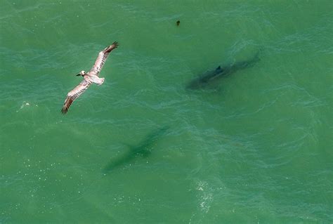 3 Sharks Off Dana Point Thursday Beach Advisories At San Onofre After