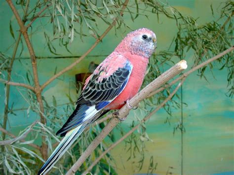 Rosey Bourkes Parakeet Color Mutation Beautiful Friendly Little Birds