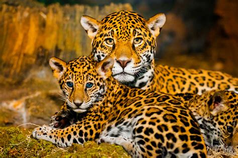 We did not find results for: Población de jaguar en península de Yucatán se ha elevado