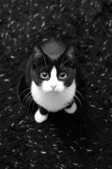 Ginny The Black And White Kitten By Adamjennison111 Via Flickr Pretty
