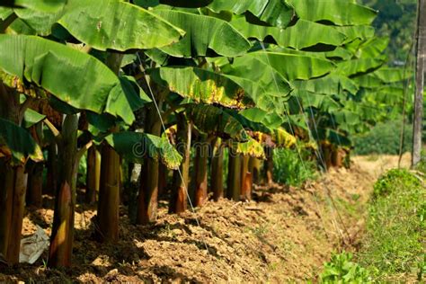 Plantain Cultivation In Kerala Stock Photo Image Of Leaf Crop 202728392