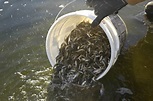 Fish Hatchery In Corpus Christi Texas - Unique Fish Photo