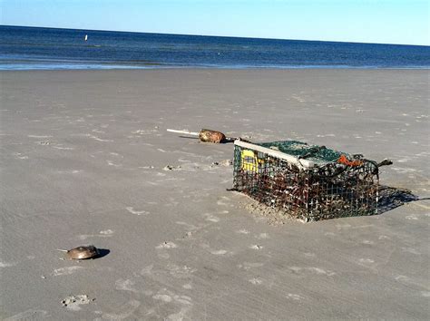 Horseshoe Crab And An Old Lobster Pot On The Low Tide Cape Cod