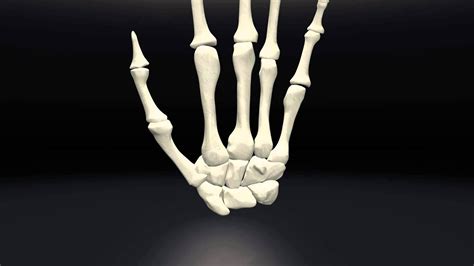 Human Hand Skeletal Anatomy