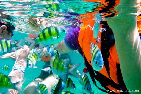 Snorkeling Na Langkawi Czyli Pływanie Wśród Rekinów