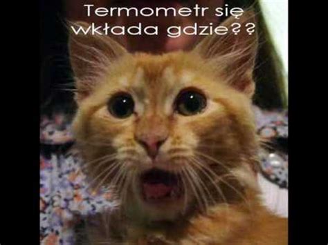 Śmieszne zdjęcia kotów.wmv - YouTube