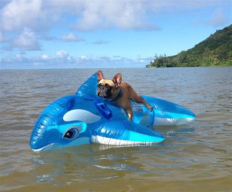 Dog On Whale Floatie Funny Animals Weird Animals Silly Animals