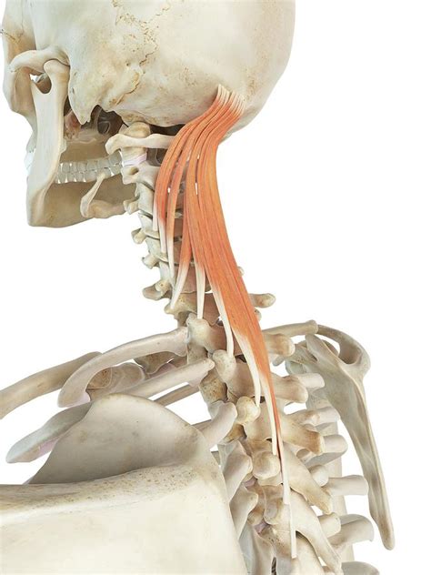 Neck Muscles Photograph By Sciepro