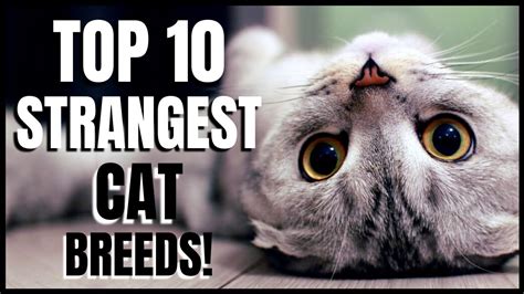 Top 10 Strangest Cat Breeds Youtube