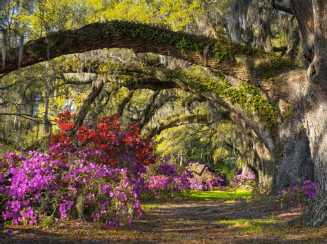 It is one of the oldest plantations in the south, and listed on the national register of historic places. Ashley River Road