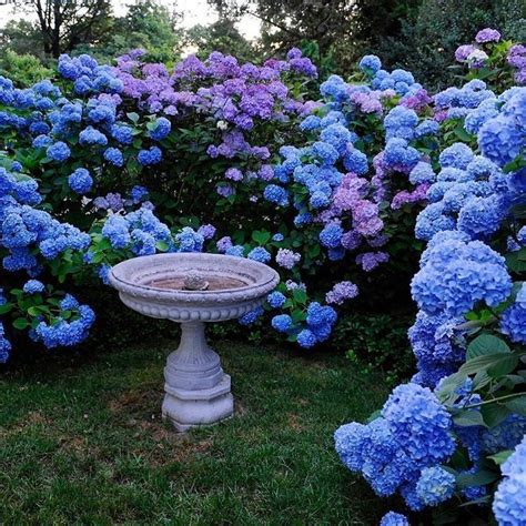 Homeridian Resources And Information Hydrangea