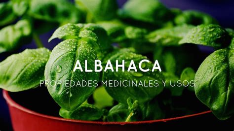 Usos Medicinales Y Grandes Propiedades De La Albahaca TDI Colombia