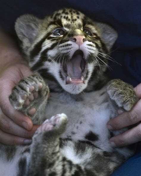 17 Best Images About Clouded Leopards On Pinterest Zoos Leopard