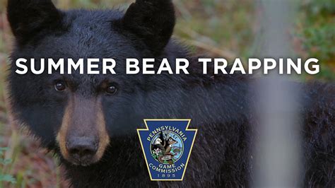 Summer Bear Trapping Youtube