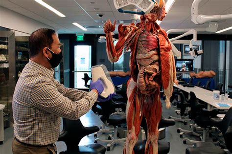 Cadaver Dissection Human Body