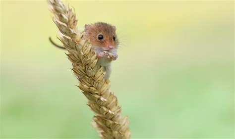 Mice Animals Nature Harvest Mouse Wallpapers Hd Desktop And Mobile