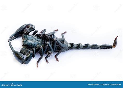 Scorpion Stock Image Image Of Murder Invertebrate Isolated 54623969