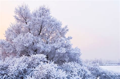 Winter Landscape Free Stock Photo Public Domain Pictures