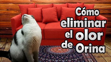 Como Quitar El Olor De Orina De Gato Comprobado Gatos Youtube