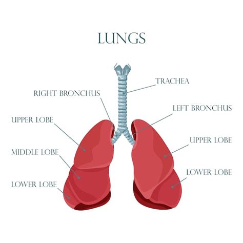 Premium Vector Diagram Of Human Lungs And Trachea Respiratory System