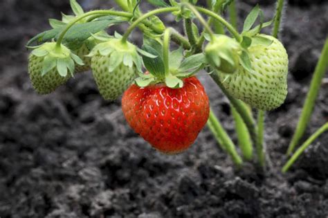 Grow Your Own Organic Strawberries Kellogg Garden Products