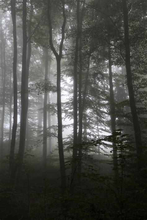 Free Images Tree Nature Wilderness Branch Fog Mist Sunlight