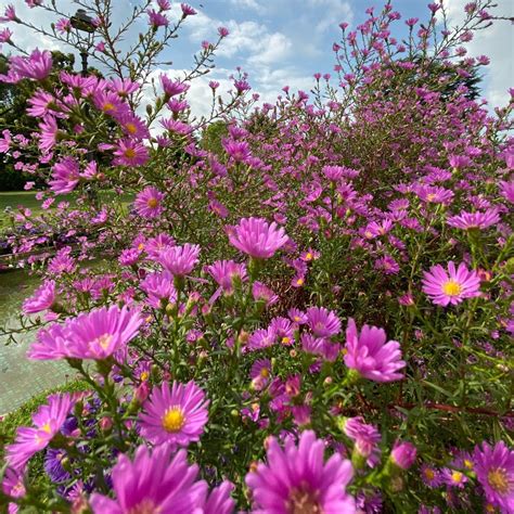 Aster Tall China Mix Seeds The Seed Collection