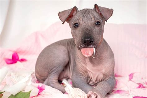 How Much Does A Xoloitzcuintli Cost 2024 Price Guide