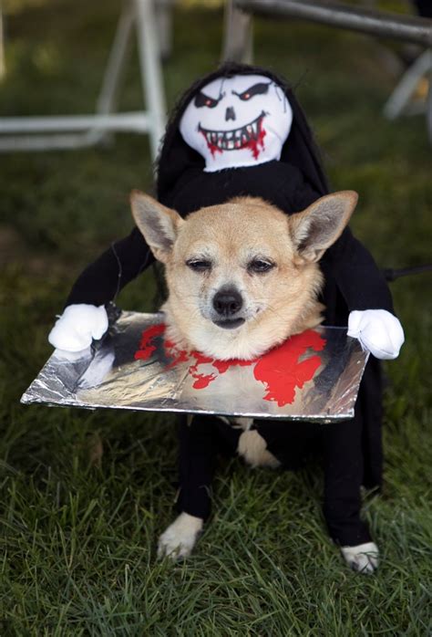 Thousands Celebrate Beloved Furry Children At ‘bark In The Park The