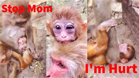 Omg Some Moment Baby Monkey Crying Loudly That Mom Hurt Them Some Mum