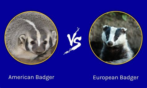 American Badger Vs European Badger 5 Differences Imp World