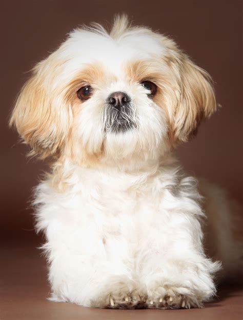 Age, activity level, health status, and overall size/bone structure. Shih Tzu Names - Adorable To Awesome Ideas For Naming Your ...