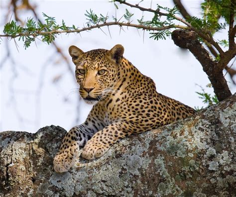 Premium Photo Leopard Is Hiding In The Grass Close Up National Park