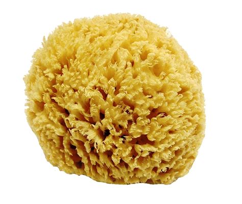 Best Sea Sponge For Bathing To Healthily Clean Your Skin