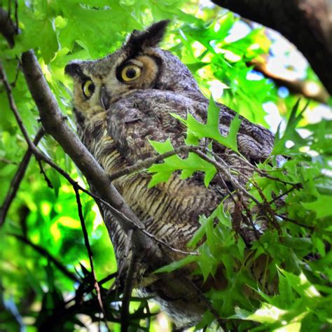 Manhattan Bird Alert on Twitter: "The Great Horned Owl had to deal with