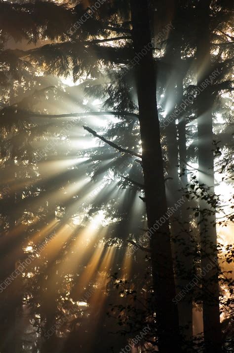 Sunbeams Through Trees Stock Image C0016216 Science Photo Library