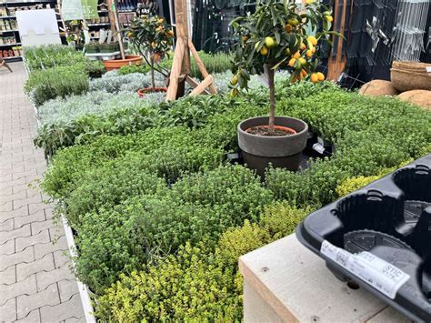 Tuinwinkel Tuincentrum Van Ee Groot Assortiment Aan Groen