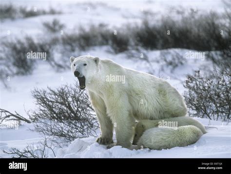 Polar Bear Ursus Maritimus Stock Photo Alamy