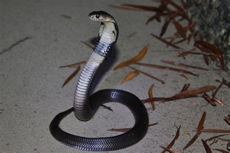 Chinese Cobra Facts And Pictures