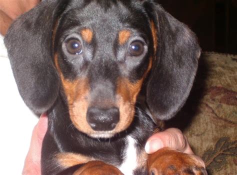 2:59 molly m 167 894 просмотра. Dachshund puppy dog for sale in Lakeland, Florida