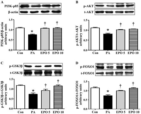 Erythropoietin Ameliorates PA Induced Insulin Resistance Through The