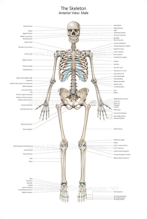 Stock Vector Human Skeleton From The Posterior And An